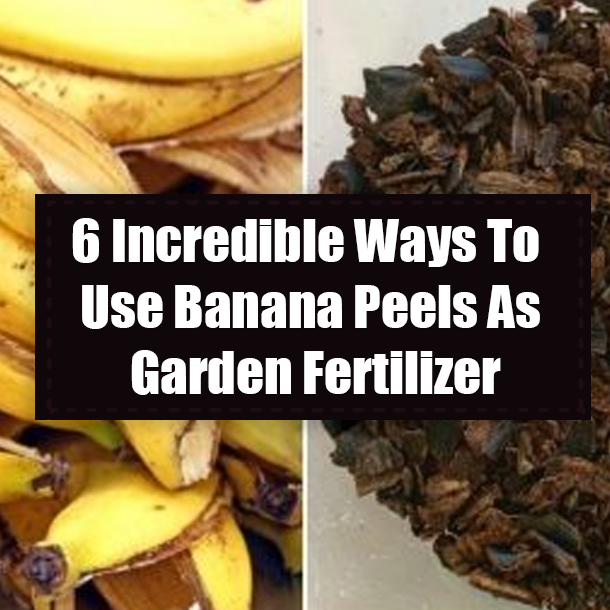 6 Incredible Ways To Use Banana Peels As Garden Fertilizer