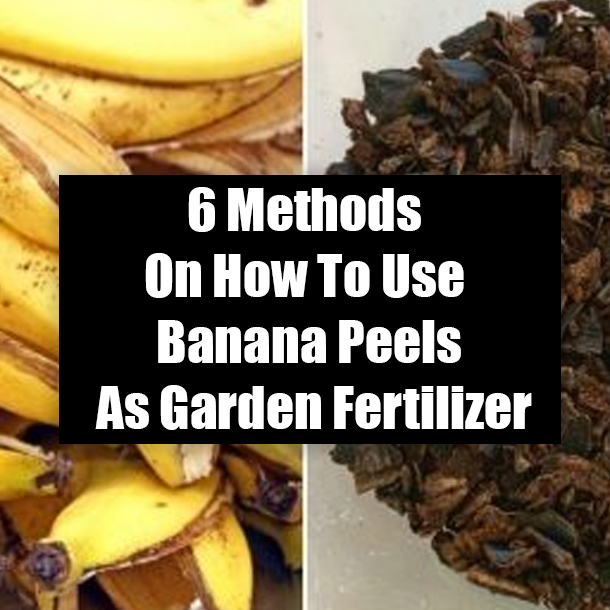 6 Methods On How To Use Banana Peels As Garden Fertilizer
