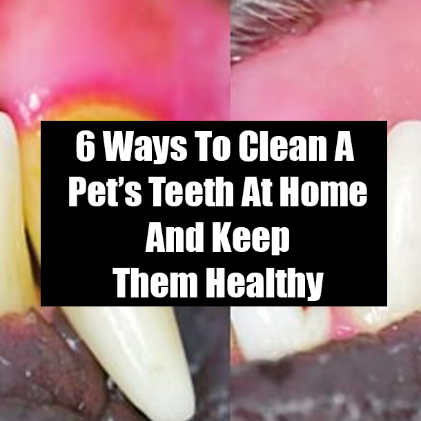 6 Ways To Clean A Pet’s Teeth At Home And Keep Them Healthy