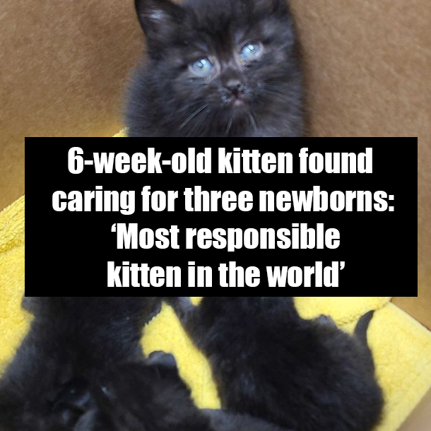 6-week-old kitten found caring for three newborns: ‘Most responsible kitten in the world’