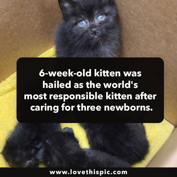 6-week-old kitten was hailed as the world's most responsible kitten after caring for three newborns.