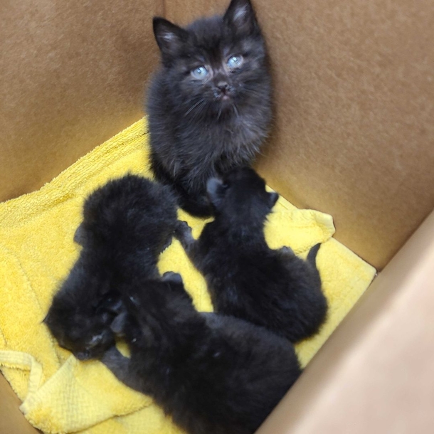 6-week-old kitten was hailed as the world's most responsible kitten after caring for three newborns. - picture 2