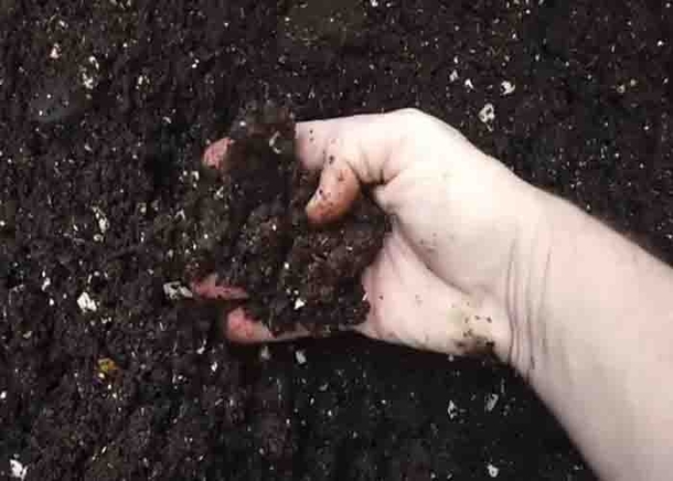 7 Plant Expert Secrets You're Missing Out On! Don't Miss These Game-Changing Tips - picture 2