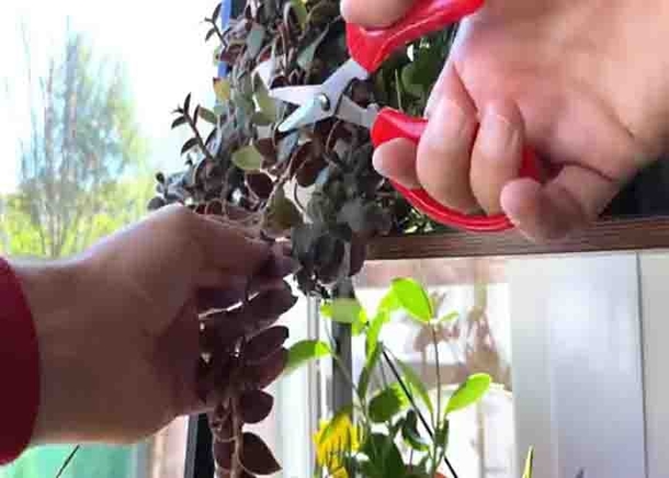 7 Plant Expert Secrets You're Missing Out On! Don't Miss These Game-Changing Tips - picture 3