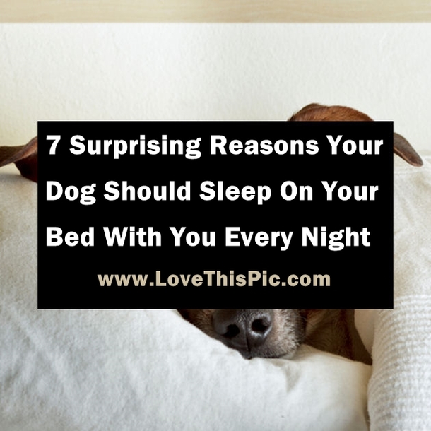7 Surprising Reasons Your Dog Should Sleep On Your Bed With You Every Night