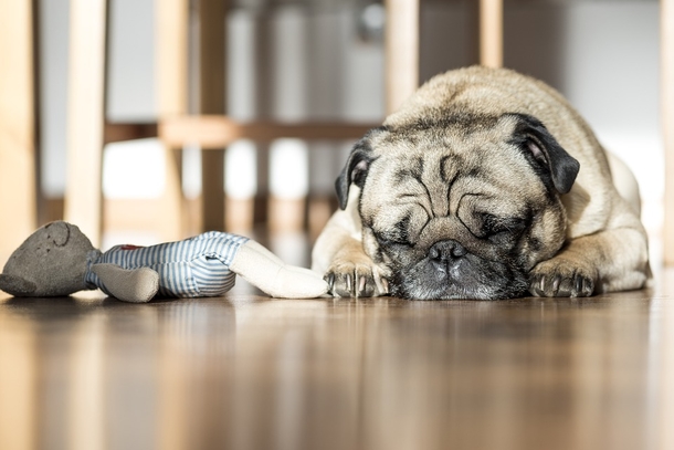 7 Surprising Reasons Your Dog Should Sleep On Your Bed With You Every Night - picture 3