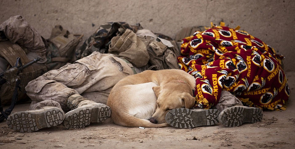 7 Surprising Reasons Your Dog Should Sleep On Your Bed With You Every Night - picture 4