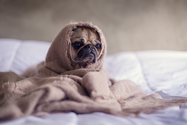 7 Surprising Reasons Your Dog Should Sleep On Your Bed With You Every Night - picture 5