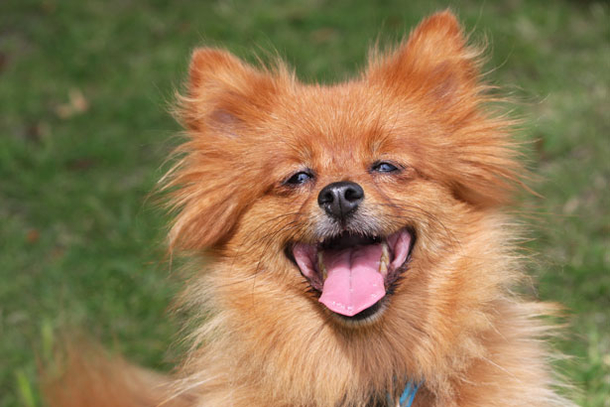7 Surprising Reasons Your Dog Should Sleep On Your Bed With You Every Night - picture 6