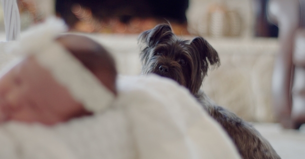 7 Surprising Reasons Your Dog Should Sleep On Your Bed With You Every Night - picture 7