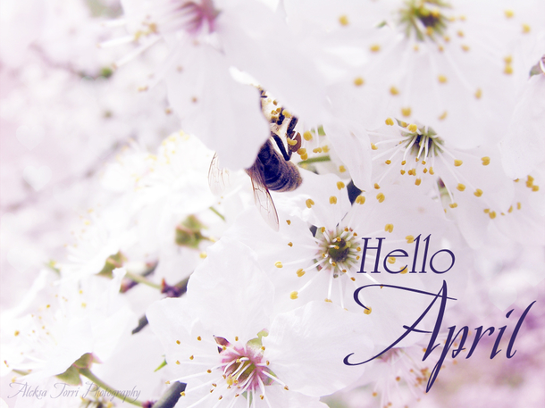 75 Hello April Quotes & Sayings - picture 18