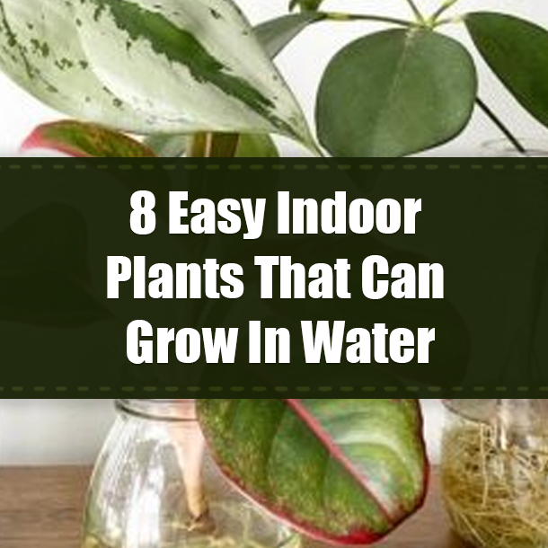8 Easy Indoor Plants That Can Grow In Water