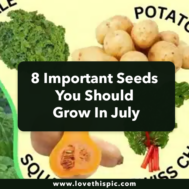 8 Important Seeds You Should Grow In July