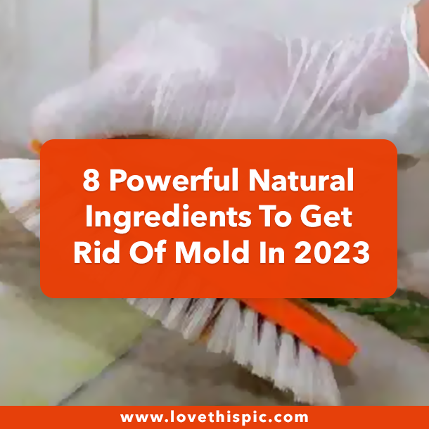 8 Powerful Natural Ingredients To Get Rid Of Mold In 2023
