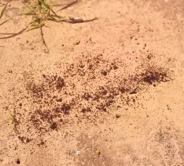 8 Reasons Why You Don't Want To Throw Away Coffee Grounds - picture 2