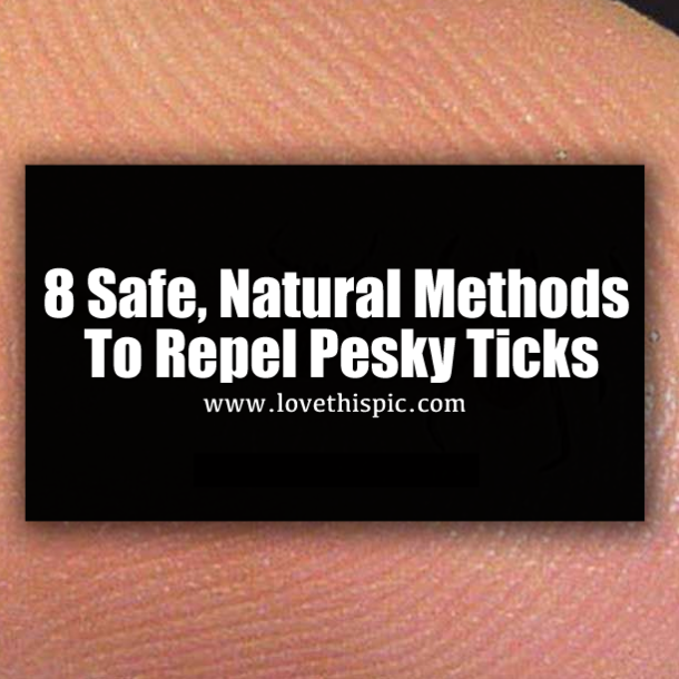 8 Safe, Natural Methods To Repel Pesky Ticks