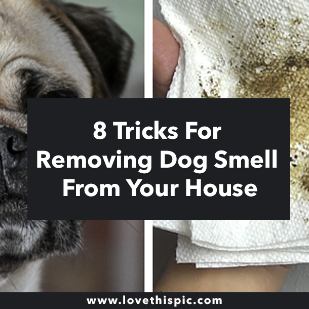 8 Tricks For Removing Dog Smell From Your House