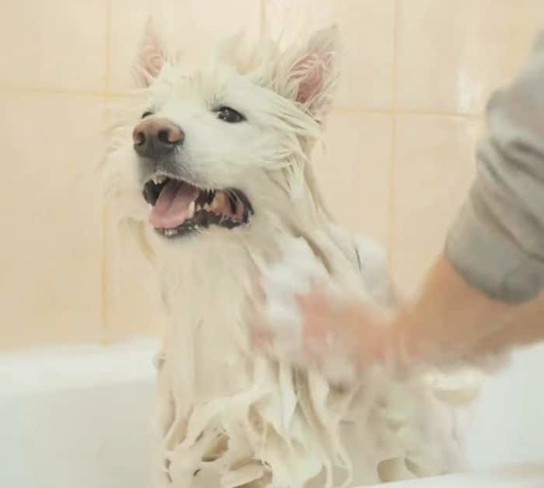 8 Tricks For Removing Dog Smell From Your House - picture 3