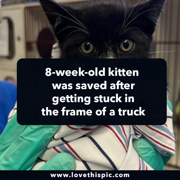 8-week-old kitten was saved after getting stuck in the frame of a truck