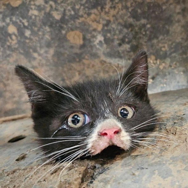 8-week-old kitten was saved after getting stuck in the frame of a truck - picture 2