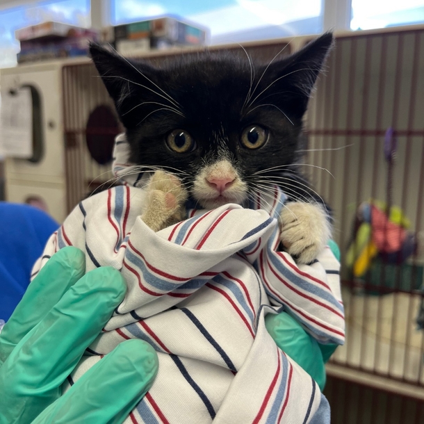 8-week-old kitten was saved after getting stuck in the frame of a truck - picture 3