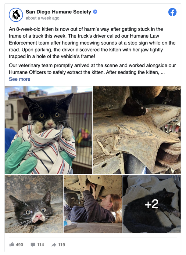 8-week-old kitten was saved after getting stuck in the frame of a truck - picture 4