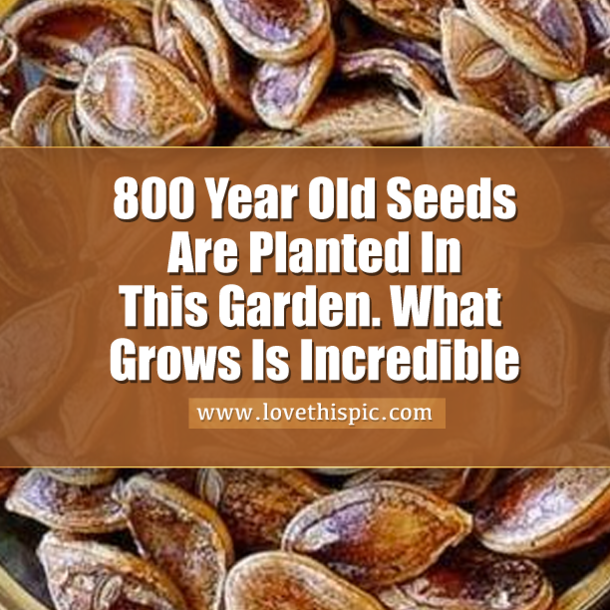 800 Year Old Seeds Are Planted In This Garden. What Grows Is Incredible