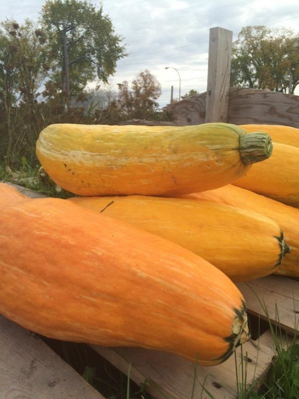 800 Year Old Seeds Are Planted In This Garden. What Grows Is Incredible - picture 4