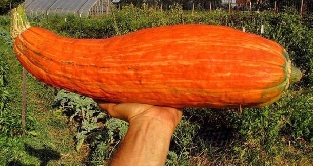 800 Year Old Seeds Are Planted In This Garden. What Grows Is Incredible - picture 7