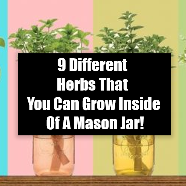 9 Different Herbs That You Can Grow Inside Of A Mason Jar!