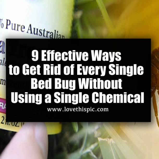 9 Effective Ways to Get Rid of Every Single Bed Bug Without Using a Single Chemical