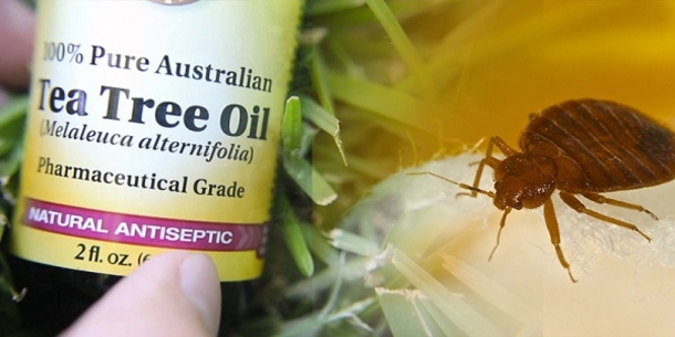 9 Effective Ways to Get Rid of Every Single Bed Bug Without Using a Single Chemical - picture 2