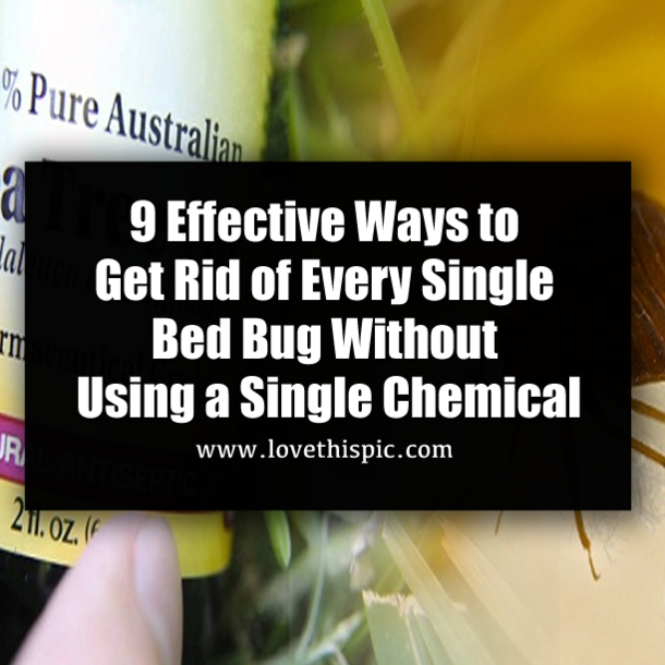 9 Effective Ways to Get Rid of Every Single Bed Bug Without Using a Single Chemical