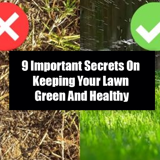 9 Important Secrets On Keeping Your Lawn Green And Healthy