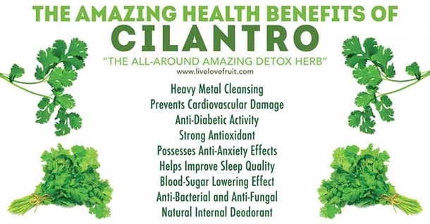 9 Incredible Health Benefits of Cilantro (No. 1 Is the Most Beneficial Property) - picture 2