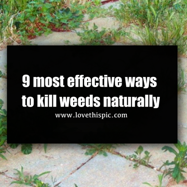 9 most effective ways to kill weeds naturally