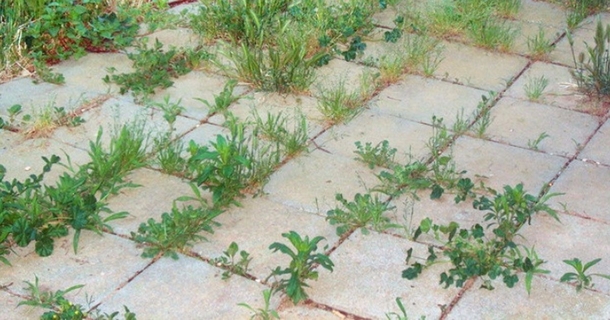 9 most effective ways to kill weeds naturally - picture 2