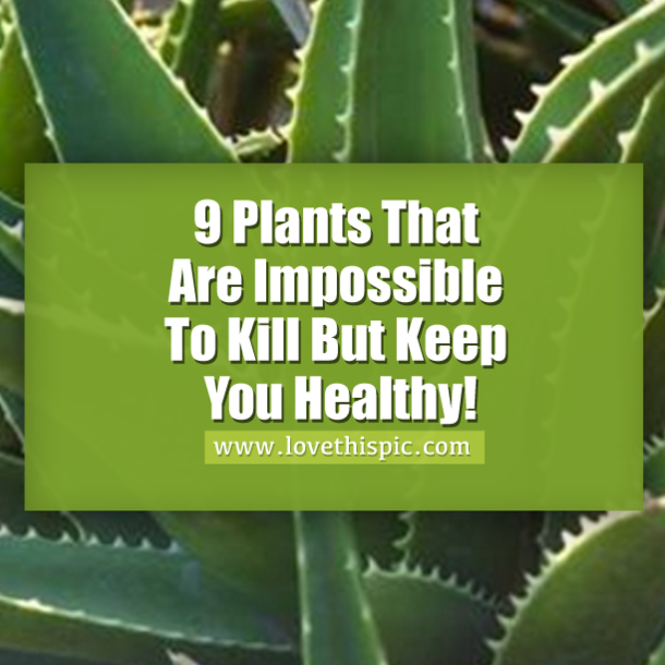 9 Plants That Are Impossible To Kill But Will Keep You Healthy! Perfect For Any Home!
