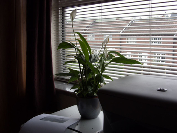 9 Plants That Are Impossible To Kill But Will Keep You Healthy! Perfect For Any Home! - picture 3
