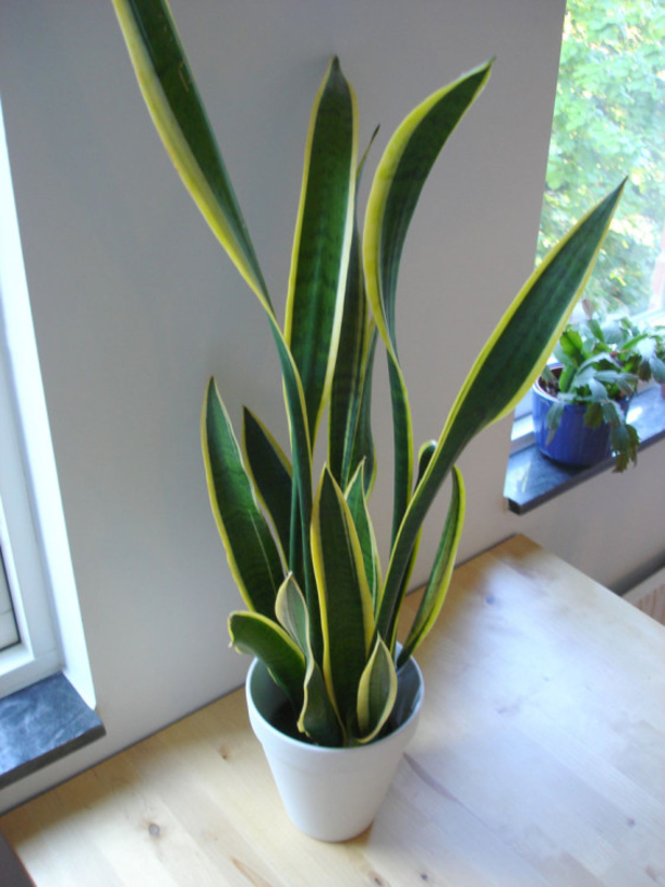 9 Plants That Are Impossible To Kill But Will Keep You Healthy! Perfect For Any Home! - picture 4