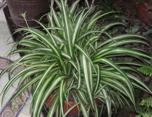 9 Plants That Are Impossible To Kill But Will Keep You Healthy! Perfect For Any Home! - picture 5