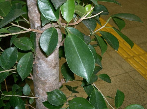 9 Plants That Are Impossible To Kill But Will Keep You Healthy! Perfect For Any Home! - picture 6