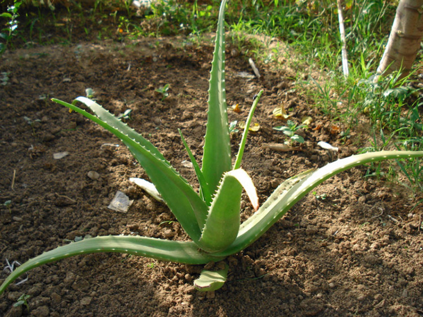 9 Plants That Are Impossible To Kill But Will Keep You Healthy! Perfect For Any Home! - picture 7