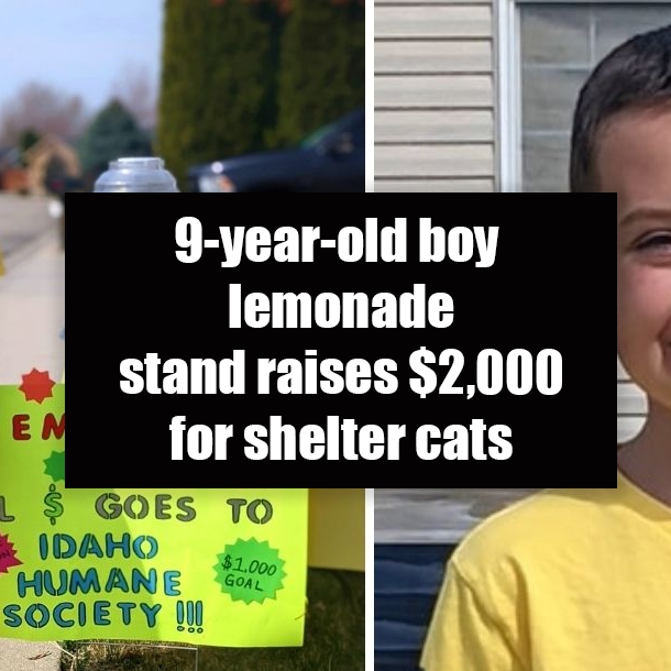 9-year-old boy lemonade stand raises $2,000 for shelter cats