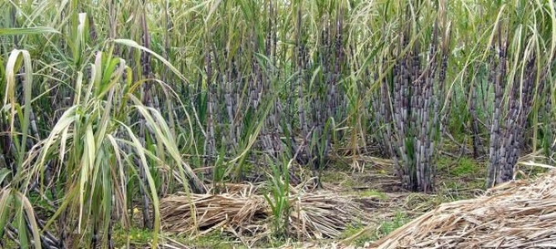 A 7-Year-Old Girl's Family Tried To Bury Her Alive; She Survived And Made Them Regret It - picture 2