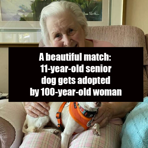 A beautiful match: 11-year-old senior dog gets adopted by 100-year-old woman