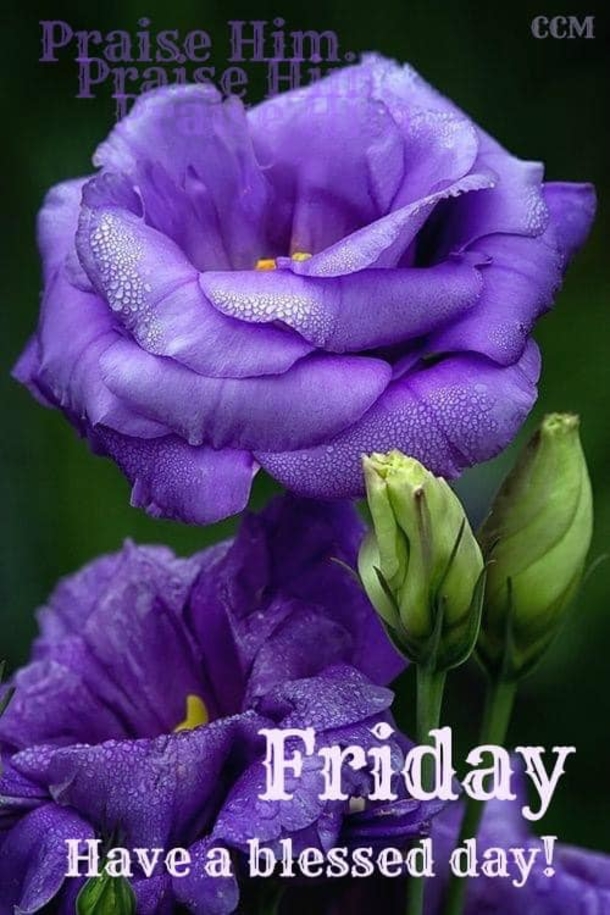 A Blessed Friday Is Here: Here's 10 Friday Quotes To Make Your Day Incredible - picture 4