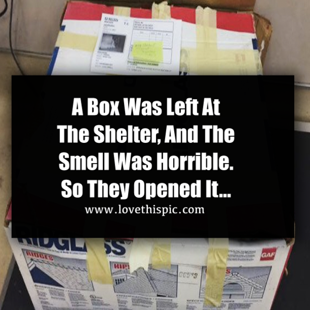A Box Was Left At The Shelter, And The Smell Was Horrible. So They Opened It…