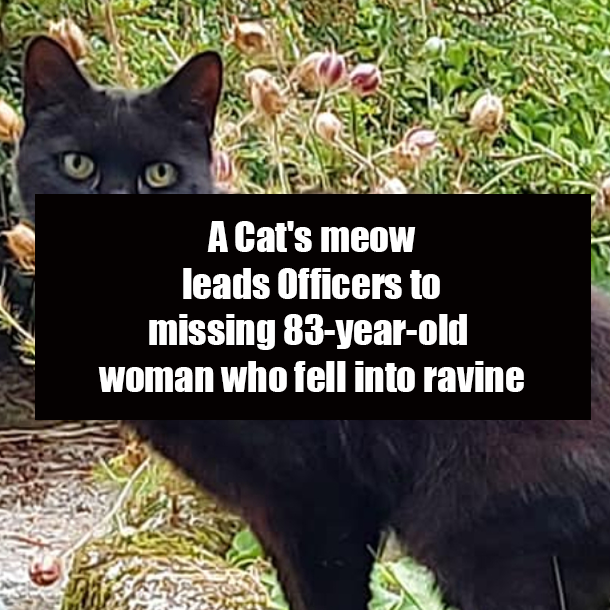 A Cat's meow leads Officers to missing 83-year-old woman who fell into ravine