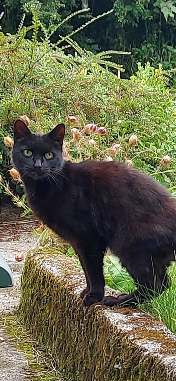 A Cat's meow leads Officers to missing 83-year-old woman who fell into ravine - picture 2